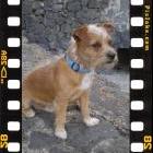 EPI EL PERRO MAS GUAPO